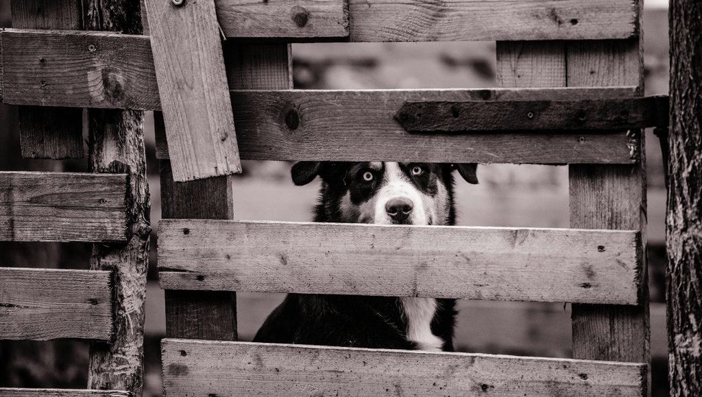 Wild Animals Pets Notice Before People Realize What’s Hiding Nearby ...