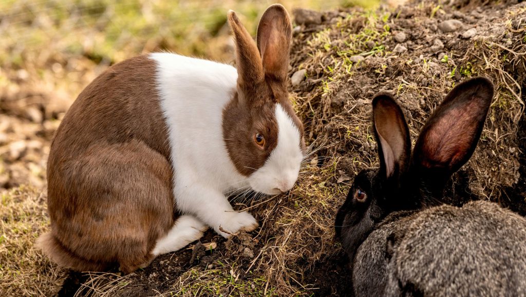 Animals That Escape at the Last Possible Second – terraplanetearth.com