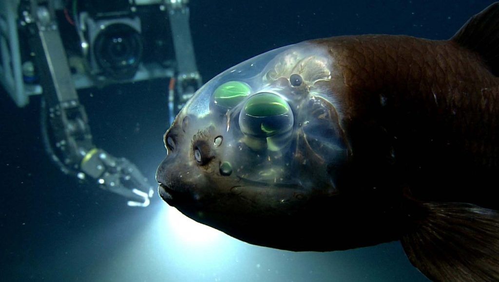 These Deep-Sea Animals Look Like They Came From Another Planet ...