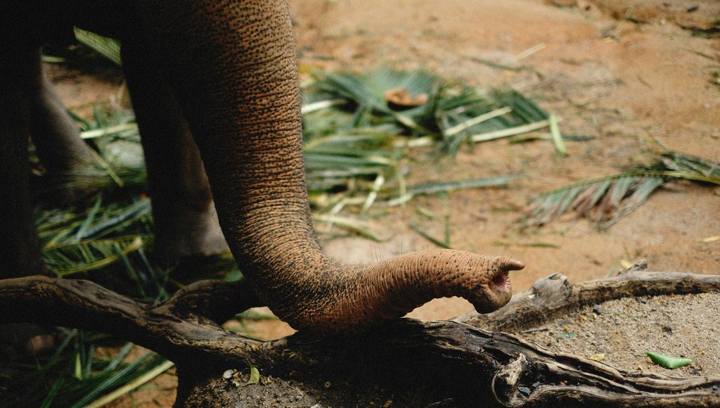 Animals That Send Invisible Messages Humans Never Notice ...