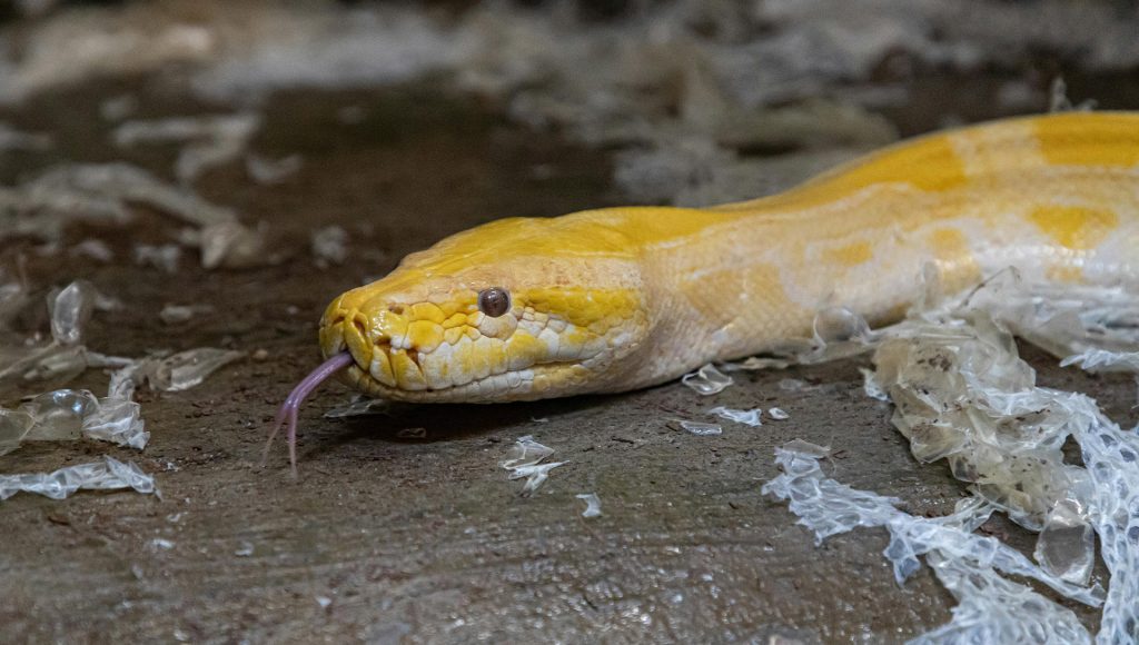 Animals That Send Invisible Messages Humans Never Notice ...