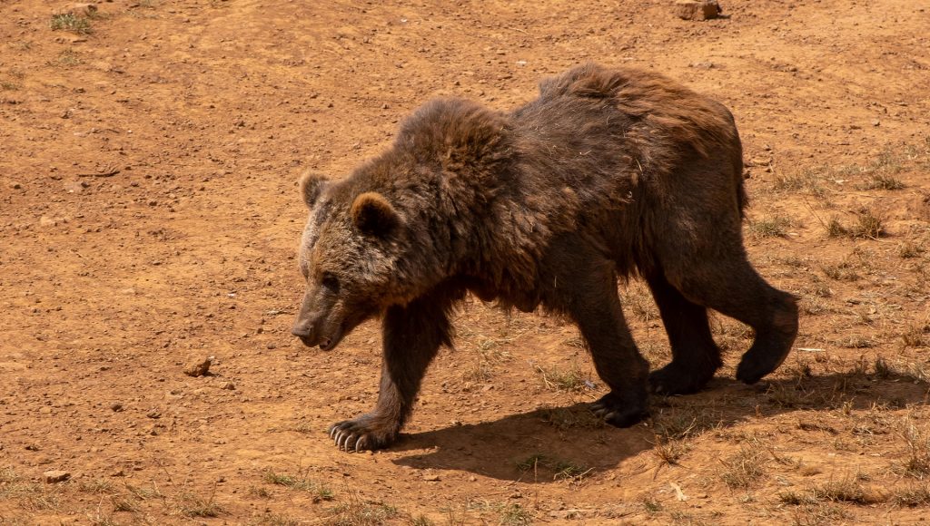 Unexpected Wildlife Encounters That Escalated Fast – terraplanetearth.com