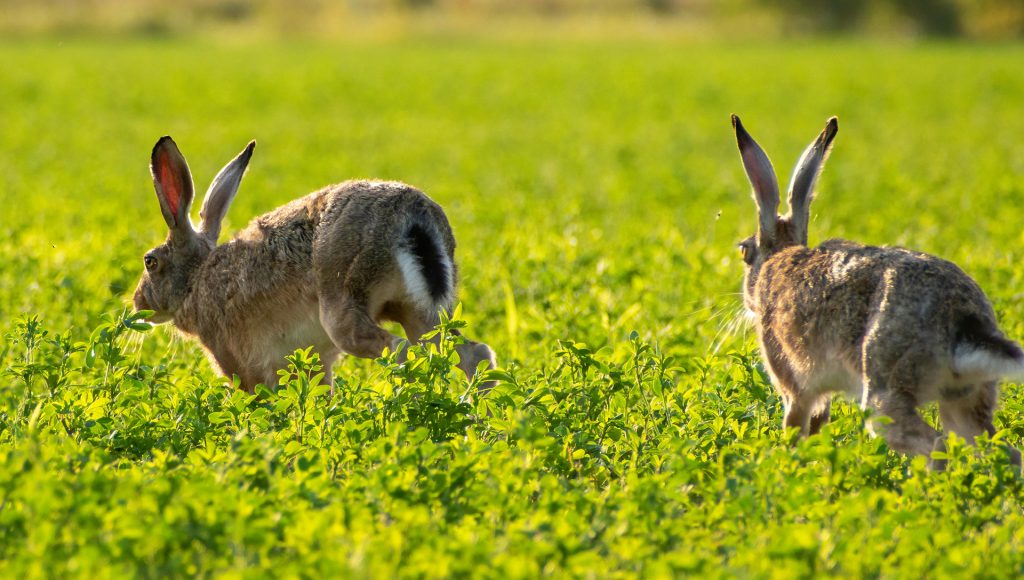 Predator Chases Where Escape Came Down to the Last Second ...