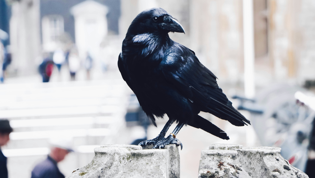 Crows Look Identical to Us, But Scientists Found a Hidden Visual Code ...