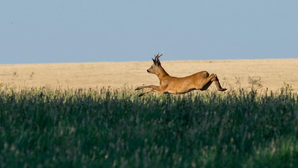 Encounters That Show How Fast Wildlife Situations Can Shift ...