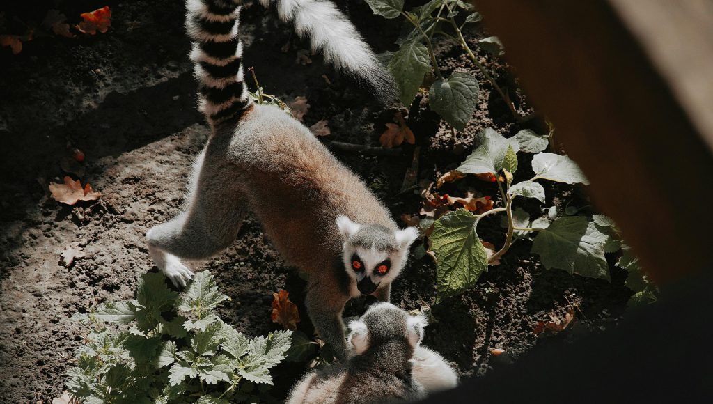 Animals That Send Invisible Messages Humans Never Notice ...
