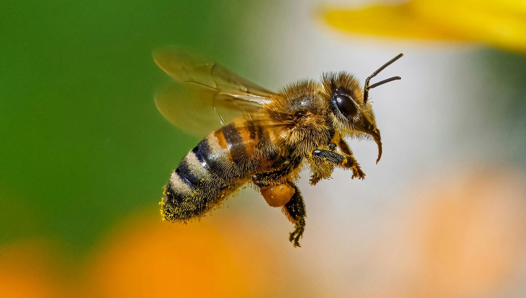 Why Bee Navigation Is Stranger Than Scientists Expected ...