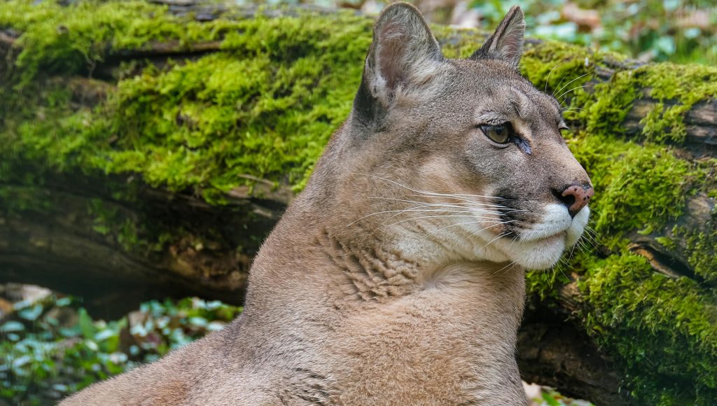 Animals That Came Back After People Thought the Danger Had Passed ...