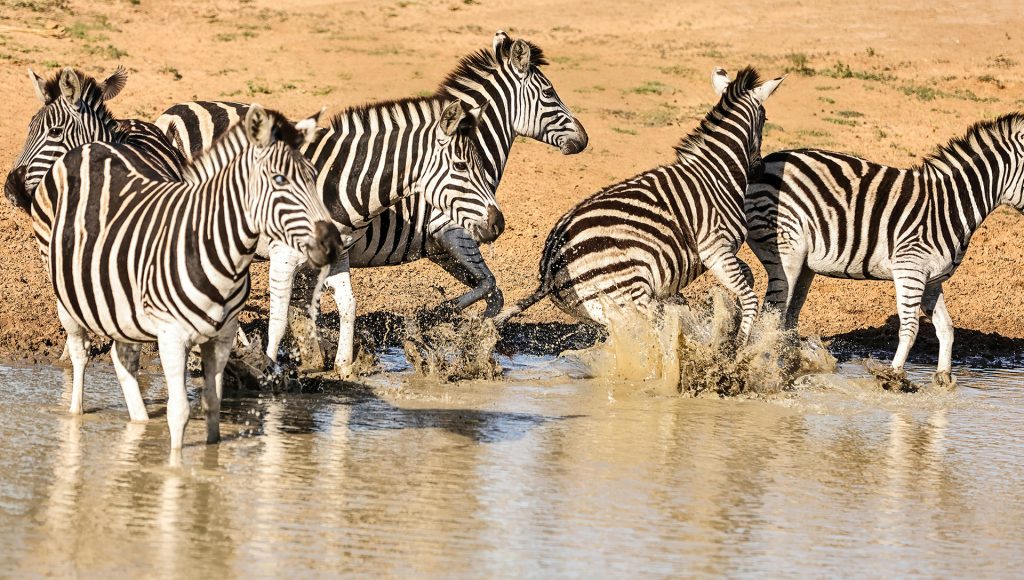 Encounters That Show How Fast Wildlife Situations Can Shift ...