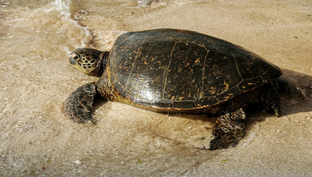 Turtle Tumbling Rare Ocean Animals Most People Never Hear About Until They Are Nearly ...