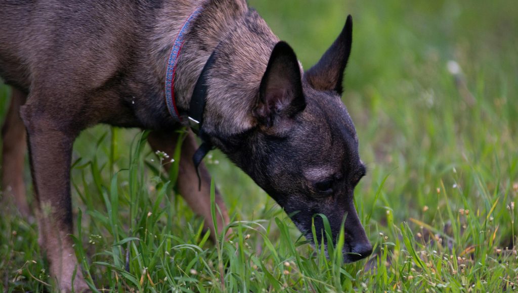 Animals That Send Invisible Messages Humans Never Notice ...