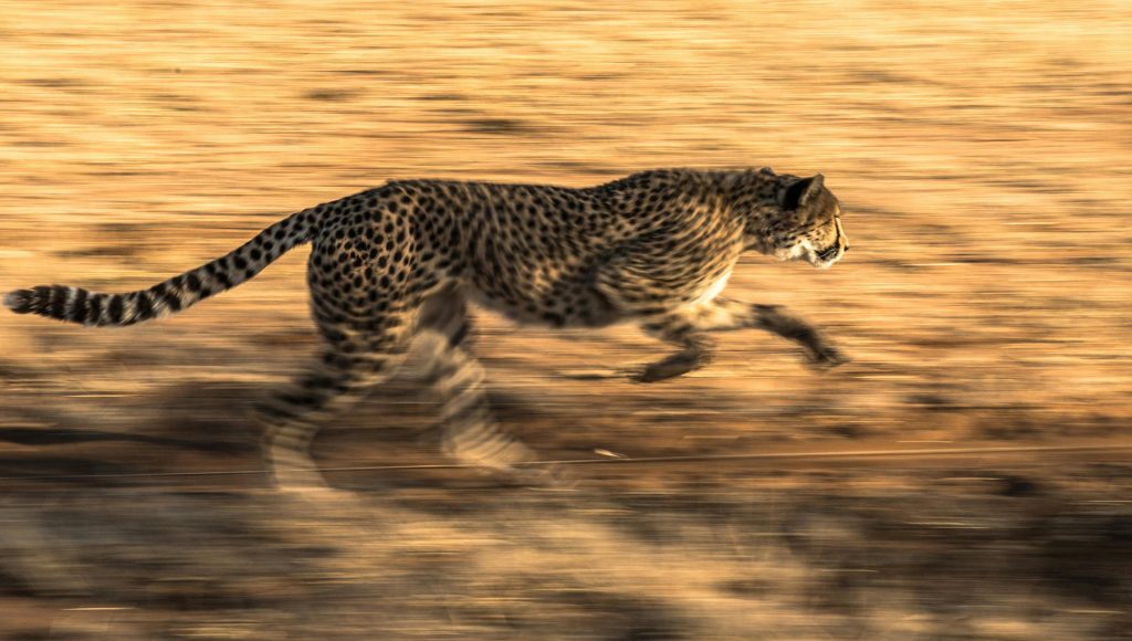 Unexpected Wildlife Encounters That Escalated Fast – terraplanetearth.com