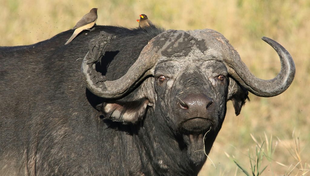 Animals That React Instantly When They Feel Threatened ...