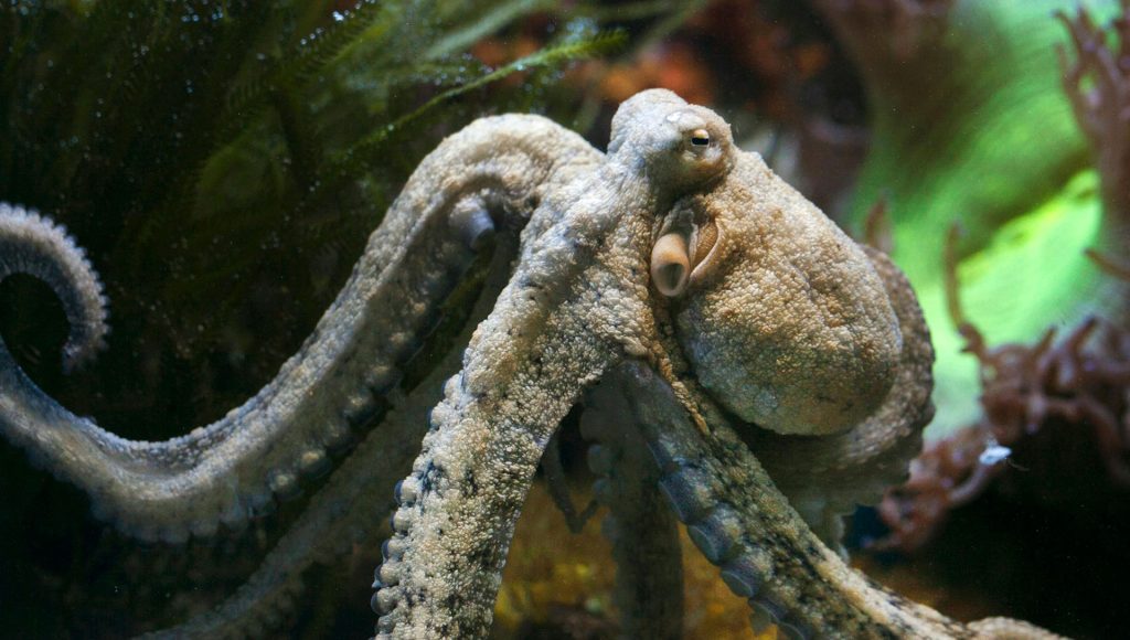 Scientists Still Can’t Explain These Common Animal Behaviors That ...