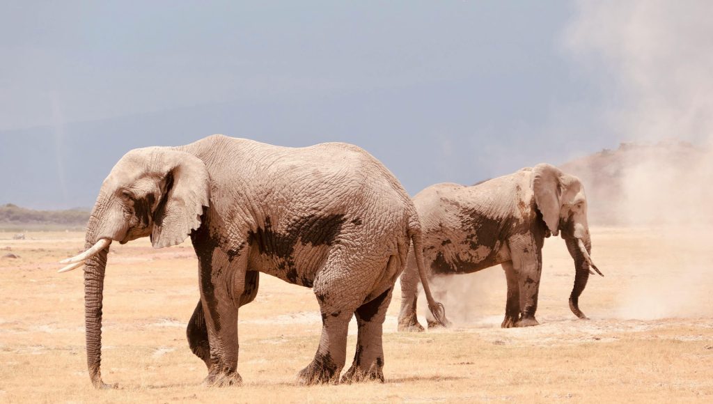 Scientists Still Can’t Explain These Common Animal Behaviors That ...