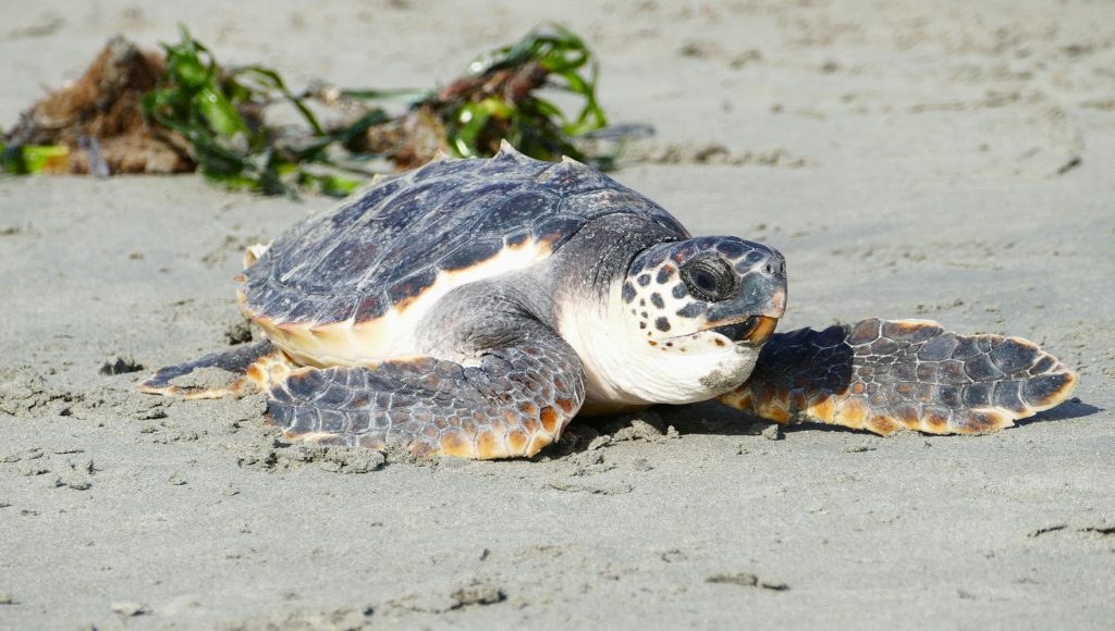 Scientists Still Can’t Explain These Common Animal Behaviors That ...