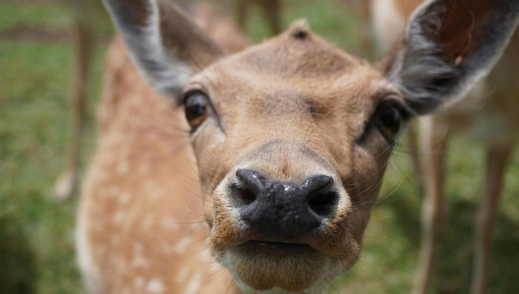 Animals That Send Invisible Messages Humans Never Notice ...