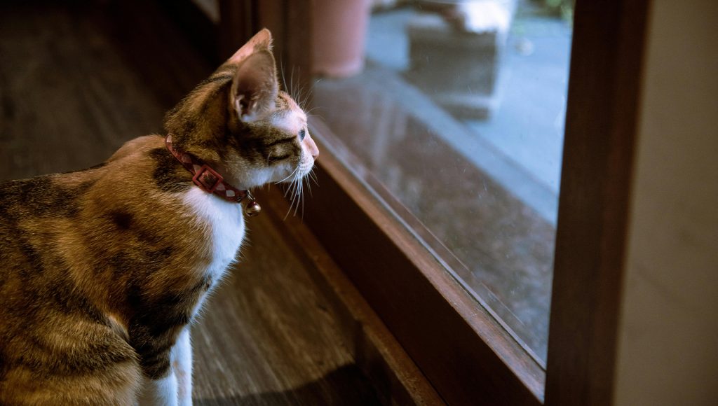 Wild Animals Pets Notice Before People Realize What’s Hiding Nearby ...