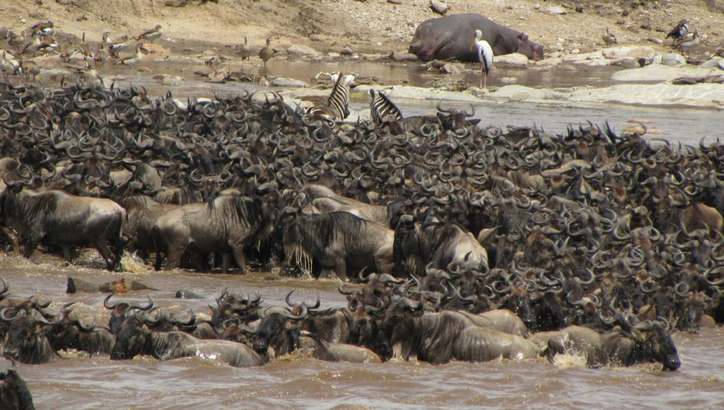 Unexpected Wildlife Encounters That Escalated Fast – terraplanetearth.com