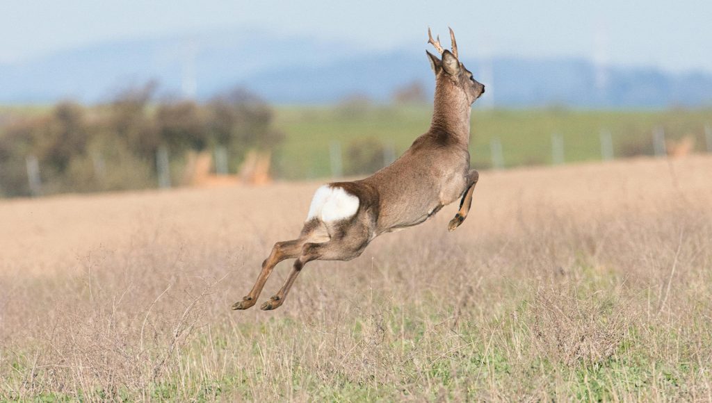 Encounters That Show How Fast Wildlife Situations Can Shift ...