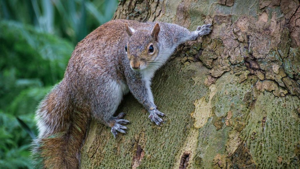 Wildlife Moments Where One Wrong Turn Changed the Escape ...
