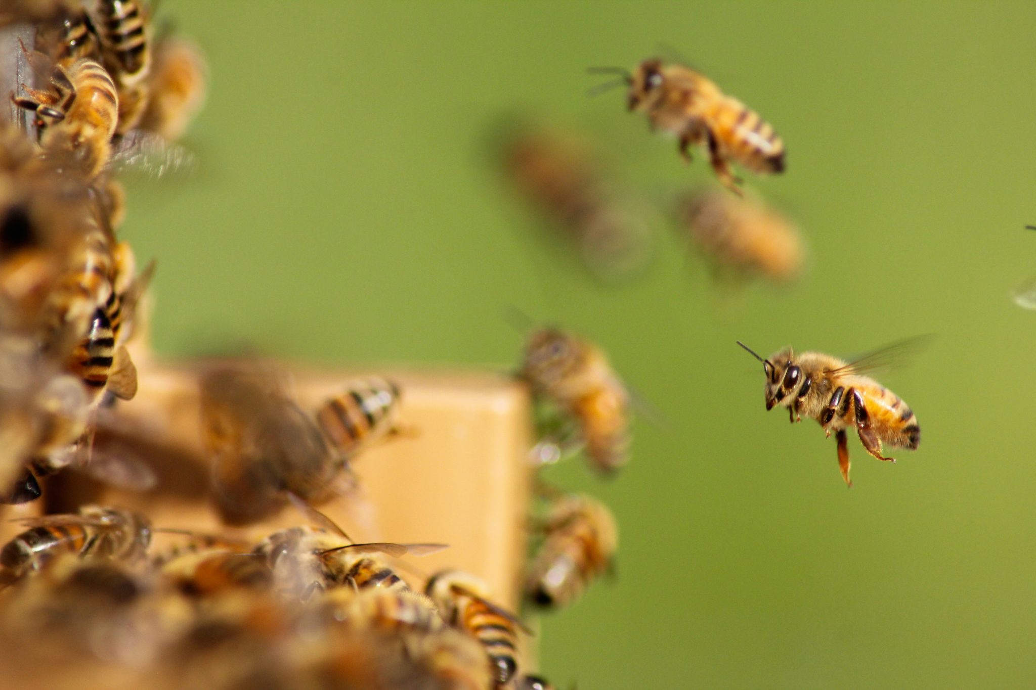 Honey Bees Found an Unusual New Food Source That Could Change How a ...