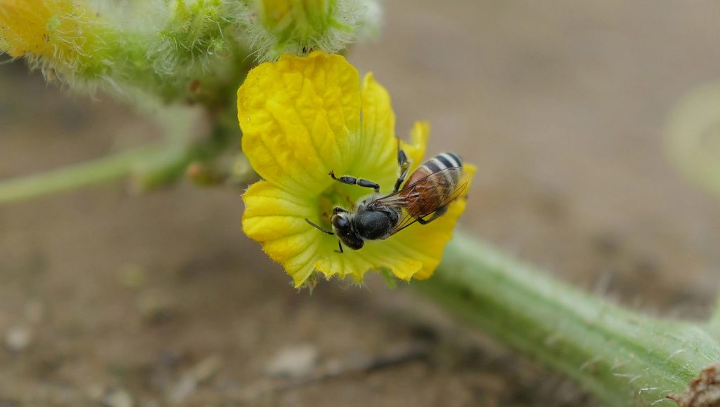 Bee Path Why Bee Navigation Is Stranger Than Scientists Expected ...