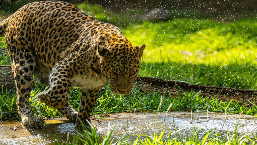 Unexpected Wildlife Encounters That Escalated Fast – terraplanetearth.com