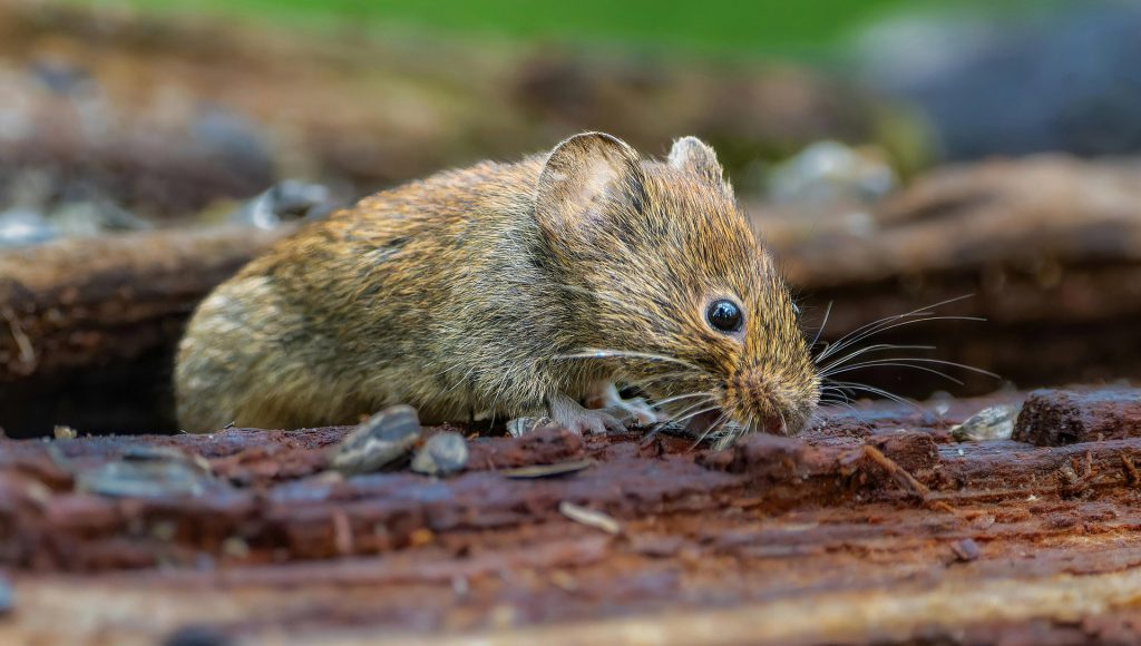 Animals That Send Invisible Messages Humans Never Notice ...