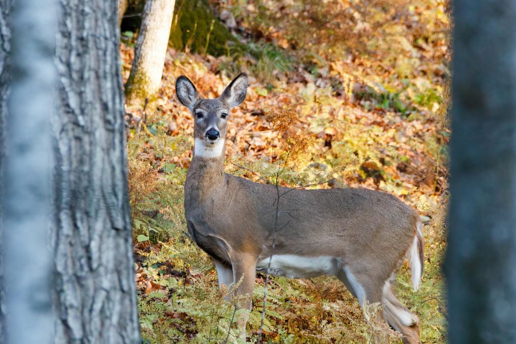 Animals Inactive Animals That Seem Calm—Until Something Changes Instantly ...