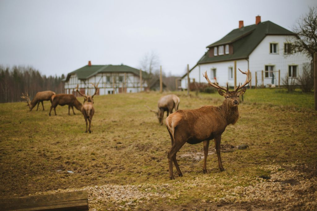 Encounters That Show How Fast Wildlife Situations Can Change ...