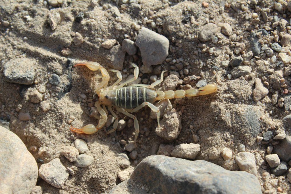 The Tiny Desert Predators People Never Forget – terraplanetearth.com