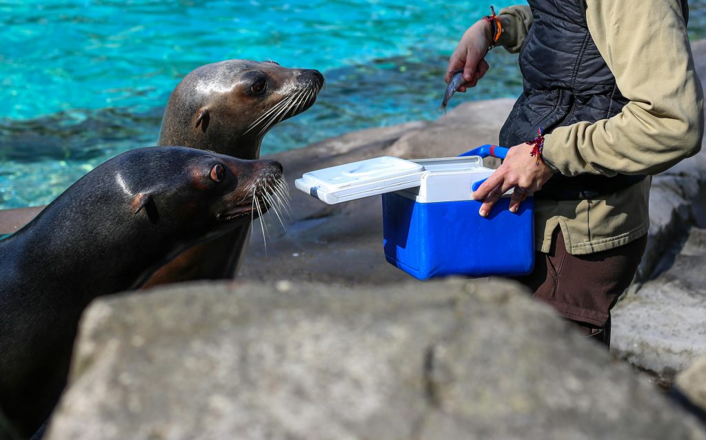 Animal Food-Stealing Skills That Make Campers and Homeowners Look Twice ...