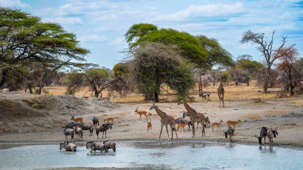 Encounters That Show How Quickly Animal Behaviour Can Change and What ...