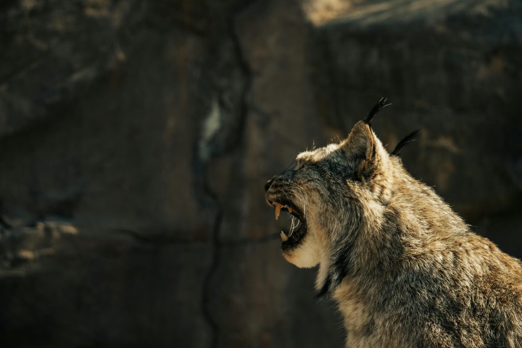 Encounters That Show How Fast Wildlife Situations Can Change ...