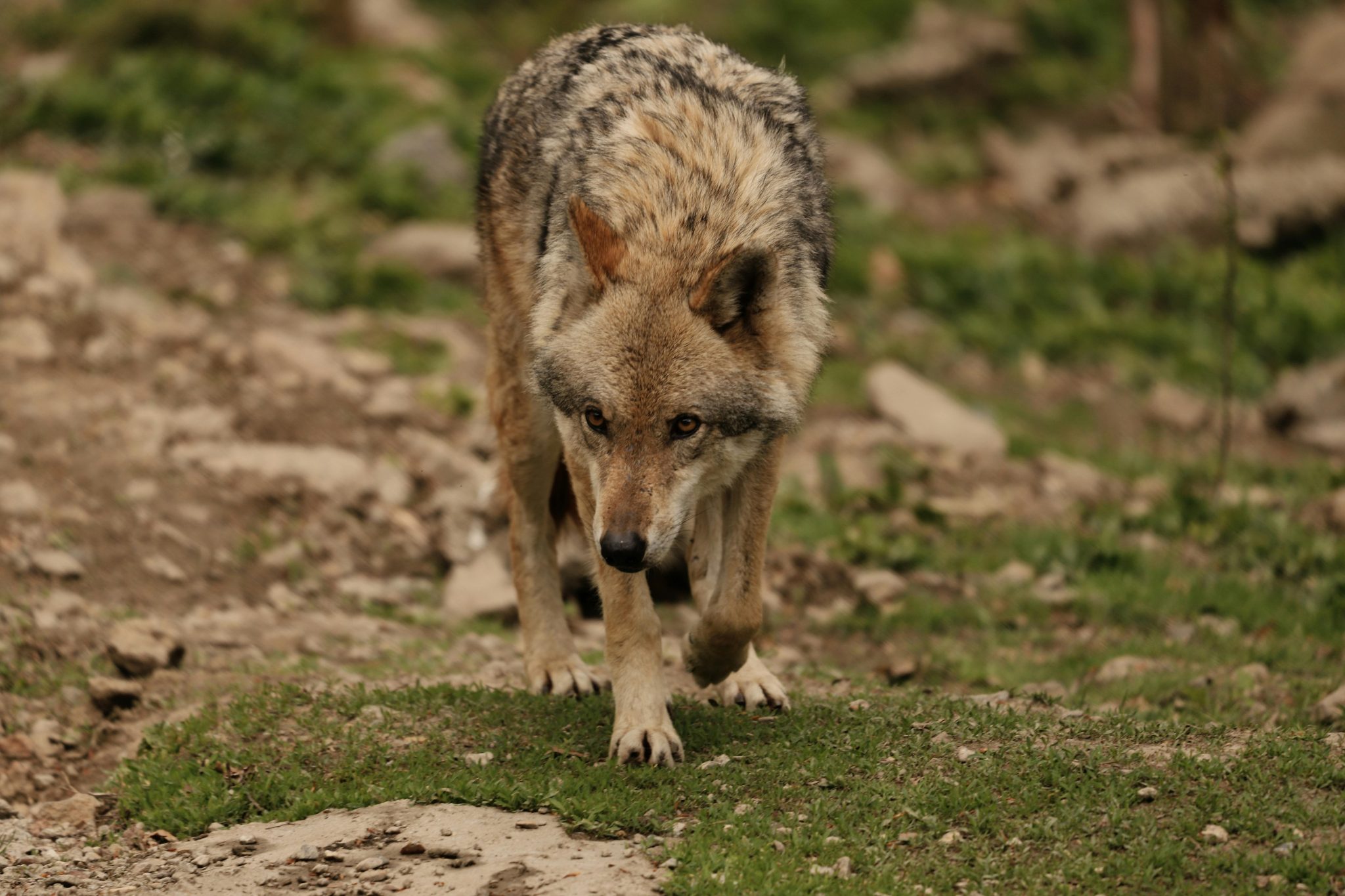 Wildlife Encounters That Escalated Before Anyone Realised What Was ...