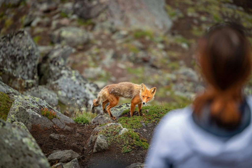 Wildlife Encounters That Escalated Before Anyone Realised What Was ...