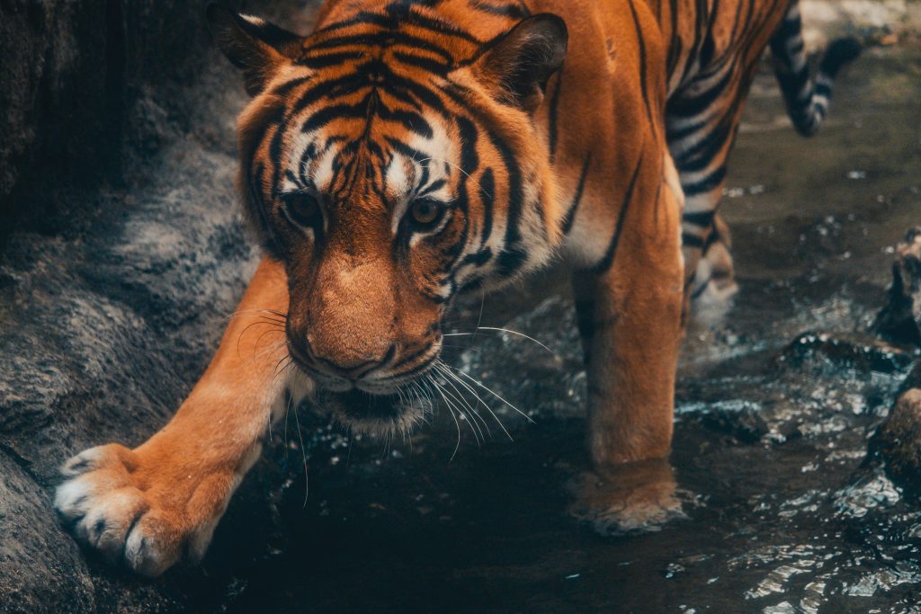 Wildlife Encounters That Escalated Before Anyone Realised What Was ...