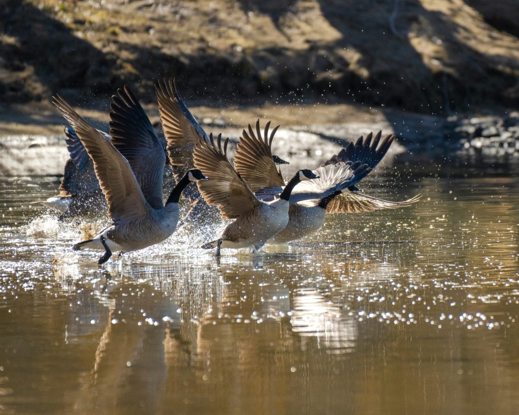 Encounters That Show How Fast Wildlife Situations Can Change ...