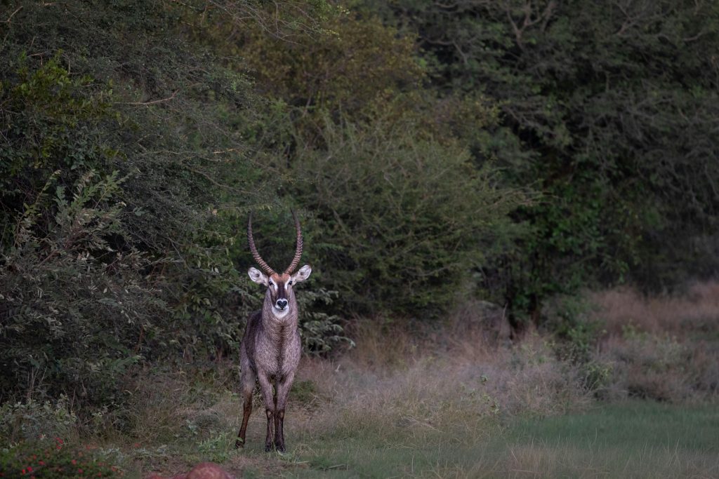 Encounters That Show How Fast Wildlife Situations Can Change ...