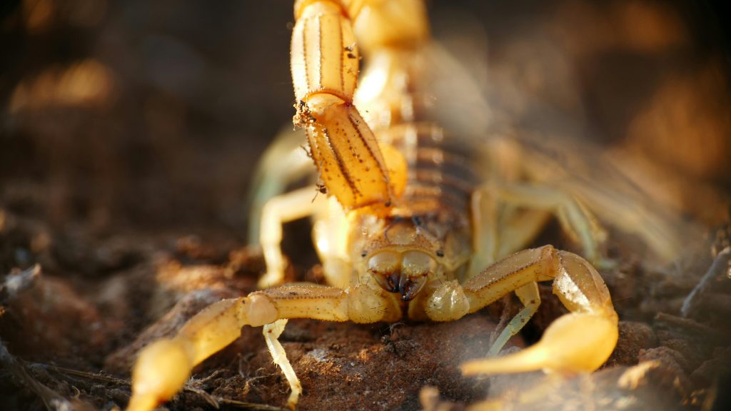 The Tiny Desert Predators People Never Forget – terraplanetearth.com