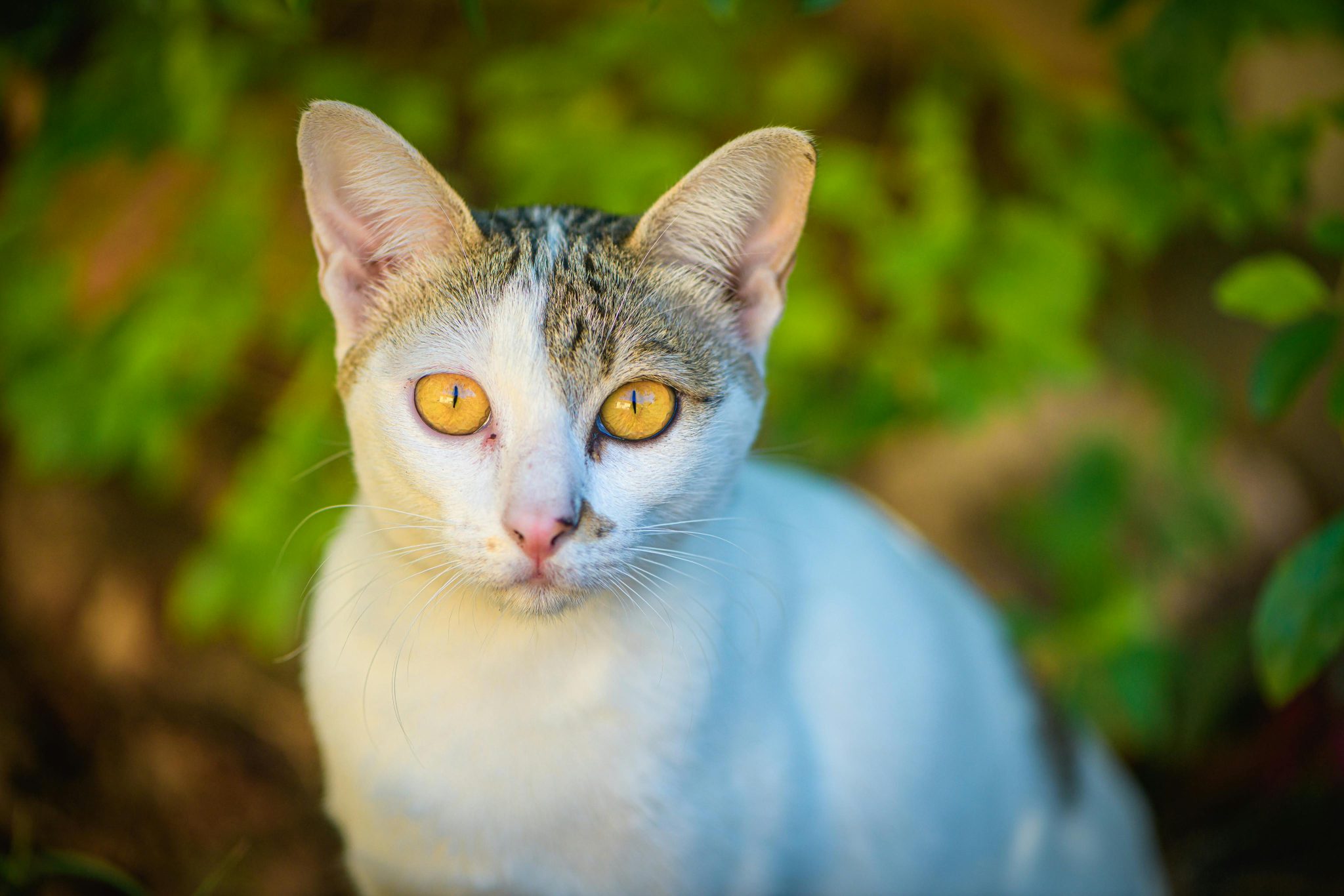 Encounters That Show How Fast Wildlife Situations Can Change ...