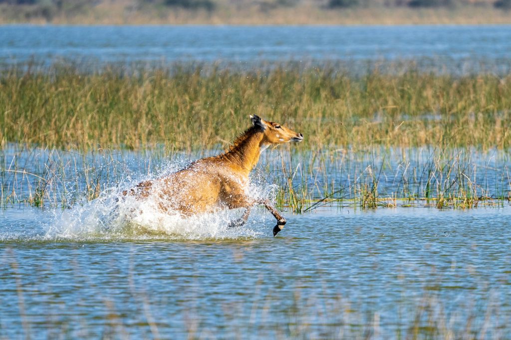 Encounters That Show How Fast Wildlife Situations Can Change ...