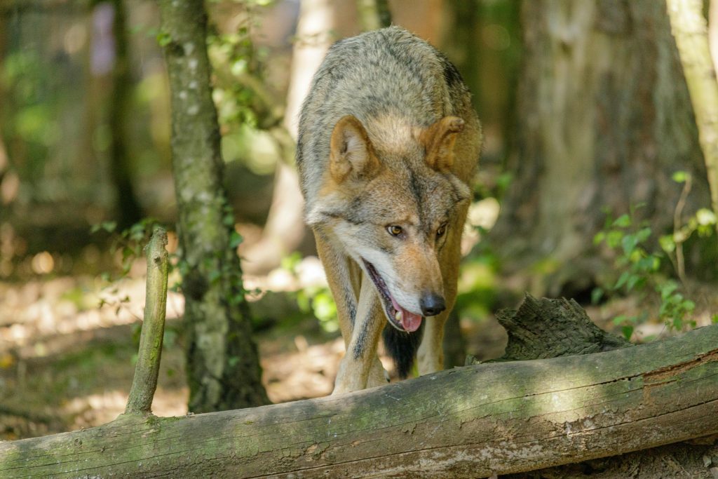 Animals Inactive Animals That Switch From Calm to Defensive in Seconds and What You Can ...