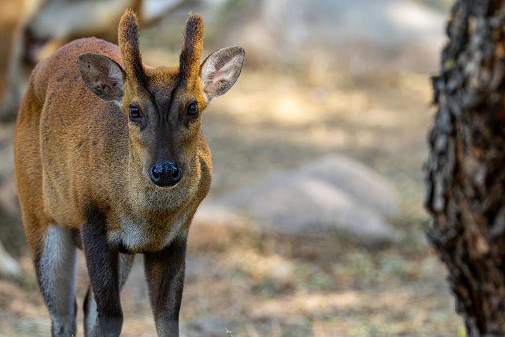 Encounters That Show How Fast Wildlife Situations Can Change ...
