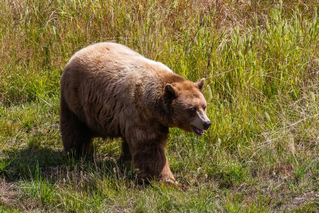 Wildlife Encounters That Escalated Before Anyone Realised What Was ...