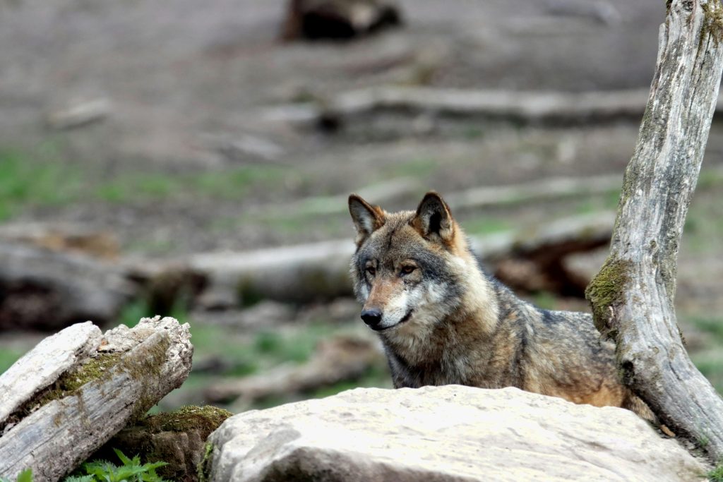 Encounters That Show How Fast Wildlife Situations Can Change ...