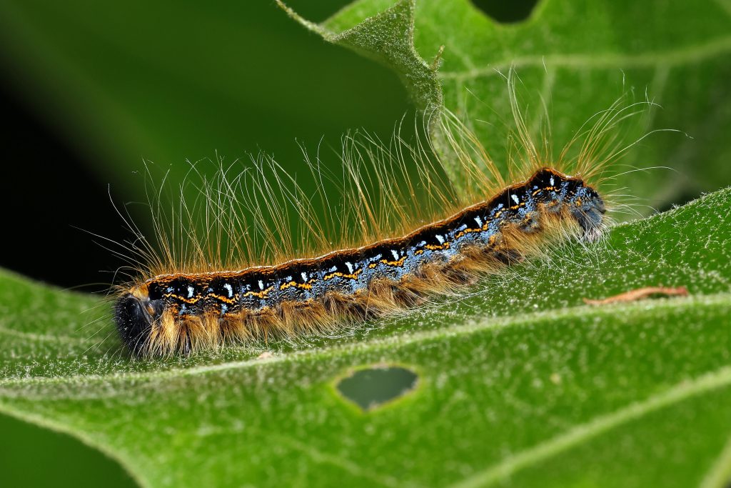 Small Animals in America That People Often Notice Too Late ...