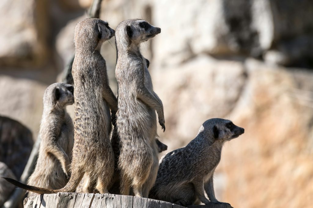 Encounters That Show How Fast Wildlife Situations Can Change ...
