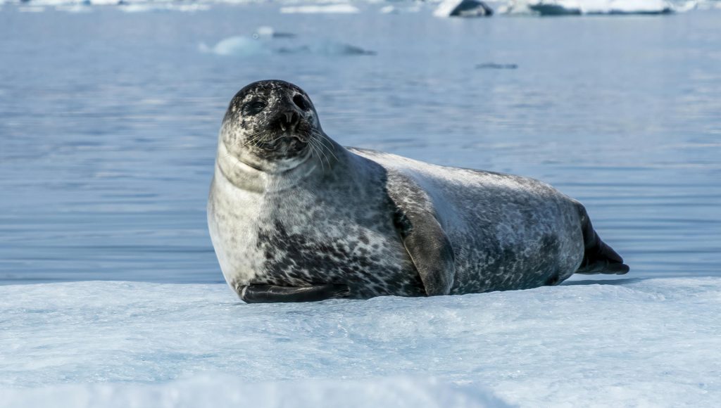 Encounters That Show How Fast Wildlife Situations Can Shift ...